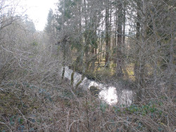 View from patio to Burn of Canny